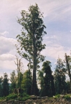 Tasmanian Oak is the name used for three similar species 
of eucalypt hardwoods that are normally marketed collectively.  E.delegatensis (Alpine Ash), E. regnans (Mountain or Victorian Ash).  E. obliqua (Messmate Stringybark).
The name Tasmanian Oak was originally used by early European timber workers who believed the eucalypts showed the same strength as English 
Oak.